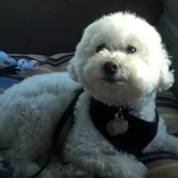 🐾 Welcome to my closet!  Happy Poshing! 🐾 - Picture 3 of 4